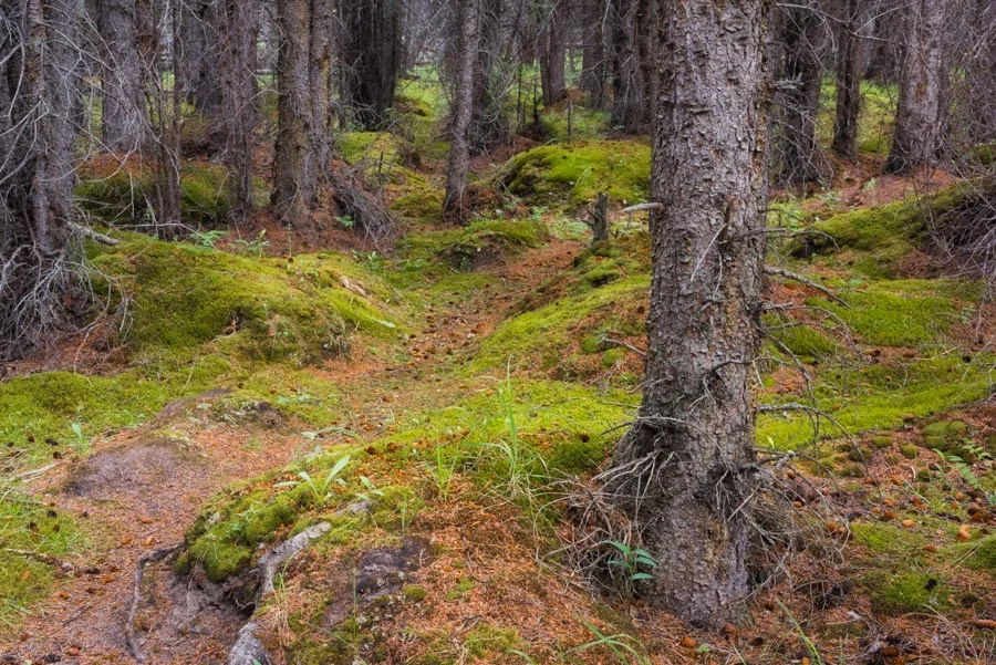 Gevork_mosesi_photography_landscape_trees_tree-45.jpg