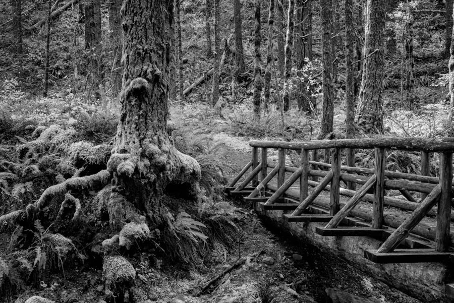 Gevork_mosesi_photography_landscape_trees_tree-20.jpg