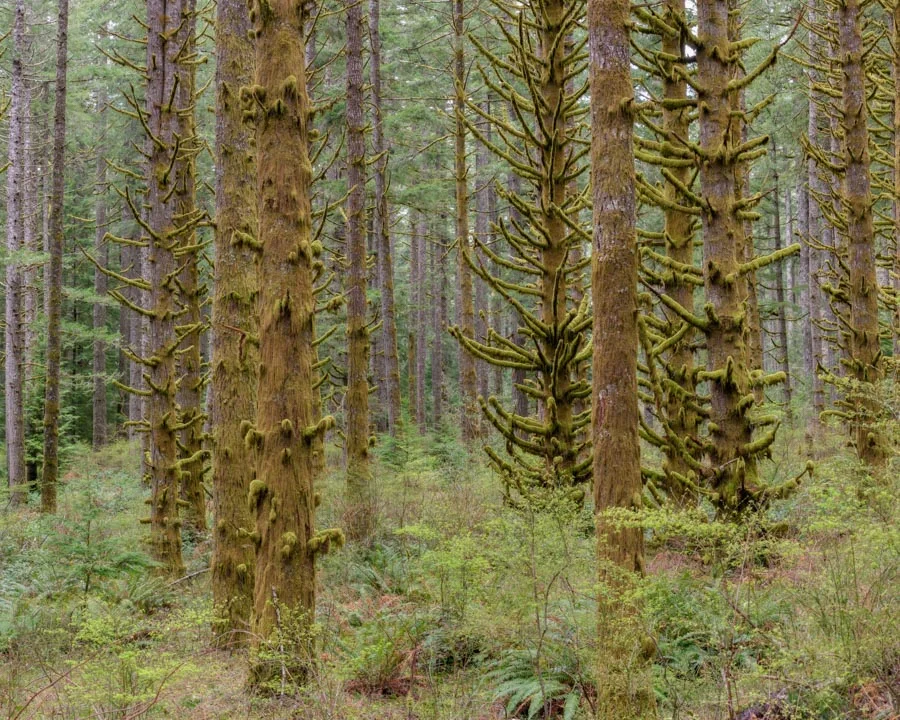 Gevork_mosesi_photography_landscape_trees_tree-1-2.jpg