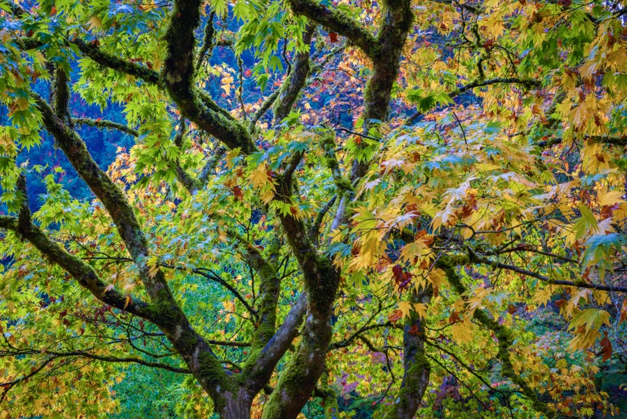 Gevork_mosesi_photography_landscape_trees_tree-5.jpg