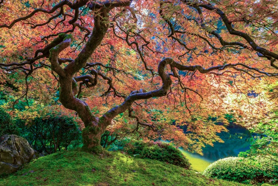 Gevork_mosesi_photography_landscape_trees_tree-1.jpg
