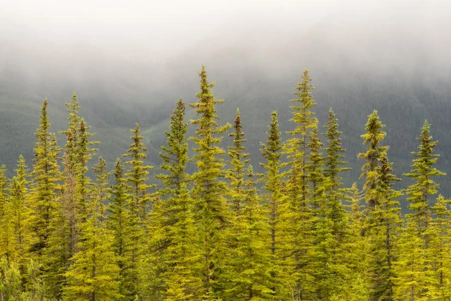 Gevork_mosesi_photography_landscape_trees_tree-30.jpg