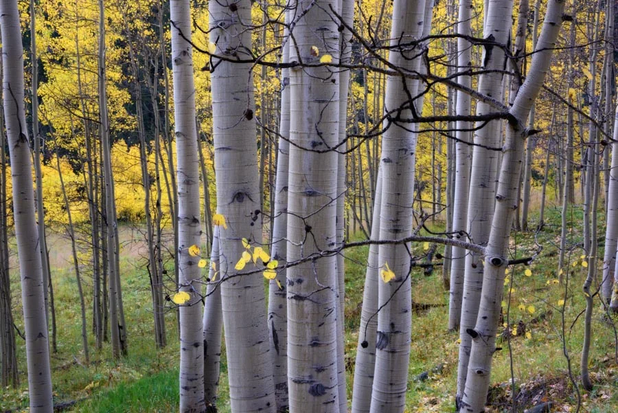 Gevork_mosesi_photography_landscape_trees_tree-17.jpg