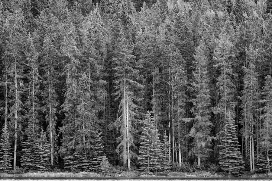 Gevork_mosesi_photography_landscape_trees_tree-32.jpg