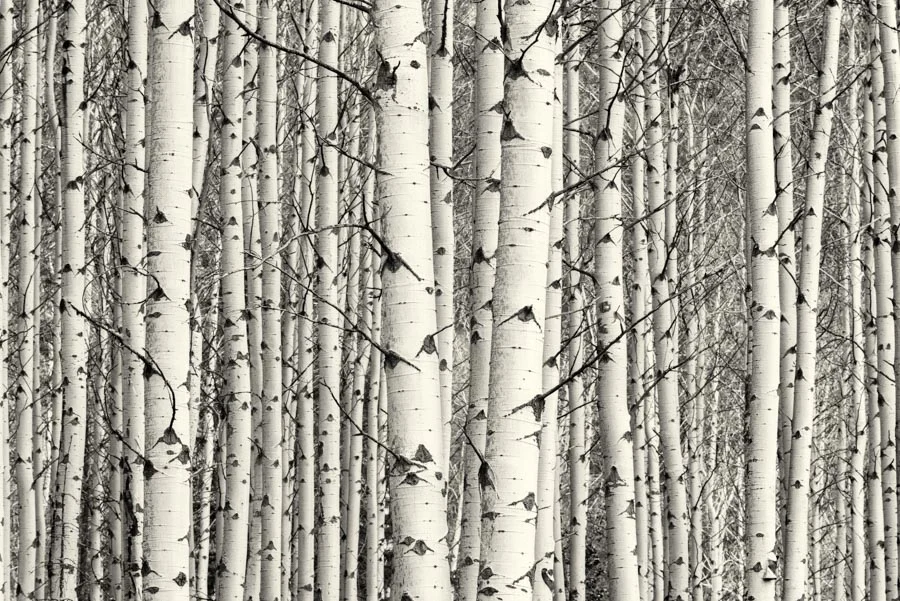 Gevork_mosesi_photography_landscape_trees_tree-31.jpg