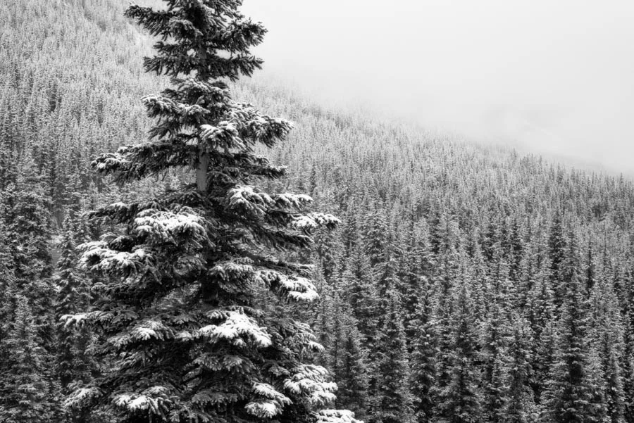 Gevork_mosesi_photography_landscape_trees_tree-38.jpg