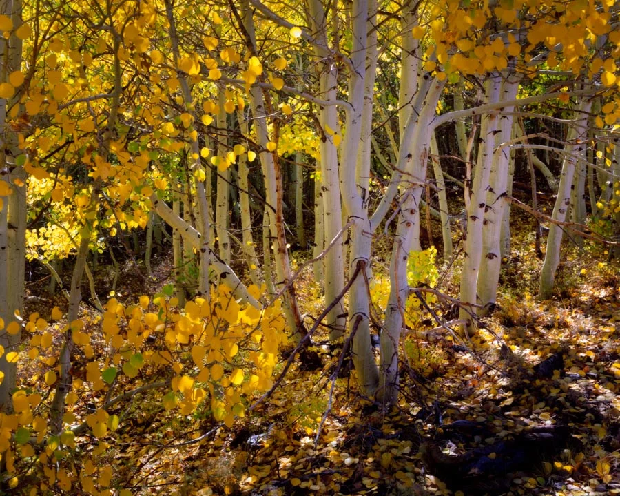 Gevork_mosesi_photography_landscape_large_format_analog_film_4x5-11.jpg