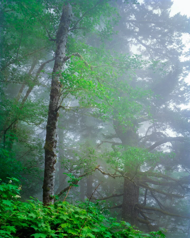 gevork_mosesi_photography_redwoods_trees_state_national_park_fuji_provia_woodland-1.jpg