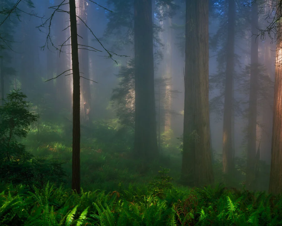 Gevork_Mosesi_Photography_large_format_landscape_redwoods_swiss_analog_photography_favorite-7.jpg