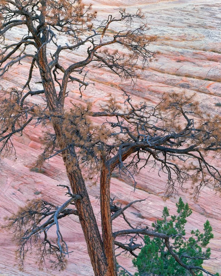 Gevork_Mosesi_Photography_large_format_landscape_redwoods_swiss_analog_photography_zion_national_park_autumn_fall-11.jpg
