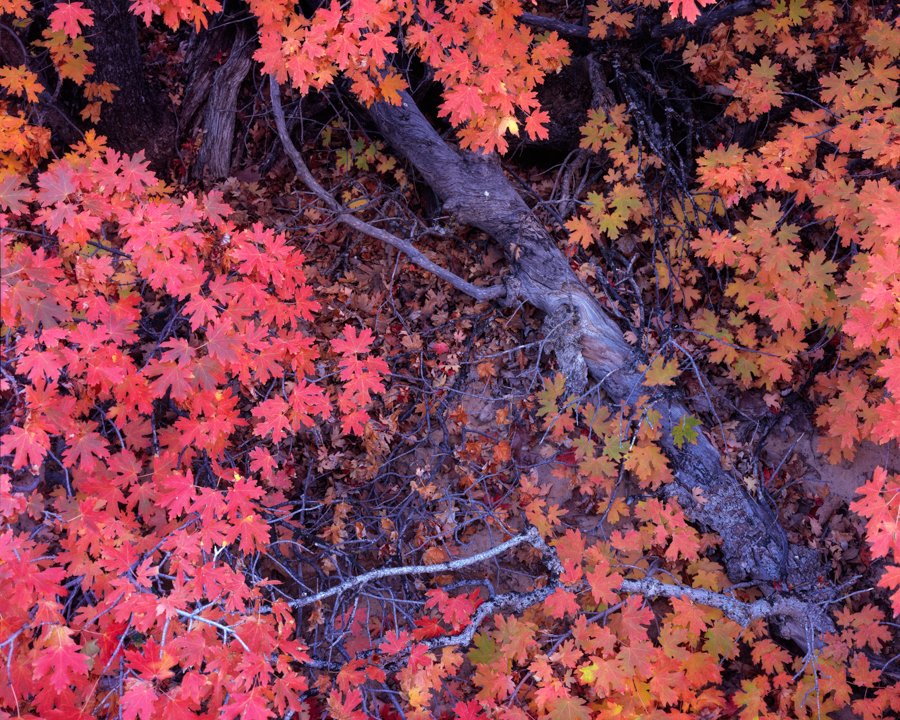 Gevork_Mosesi_Photography_large_format_landscape_redwoods_swiss_analog_photography_zion_national_park_autumn_fall-7.jpg