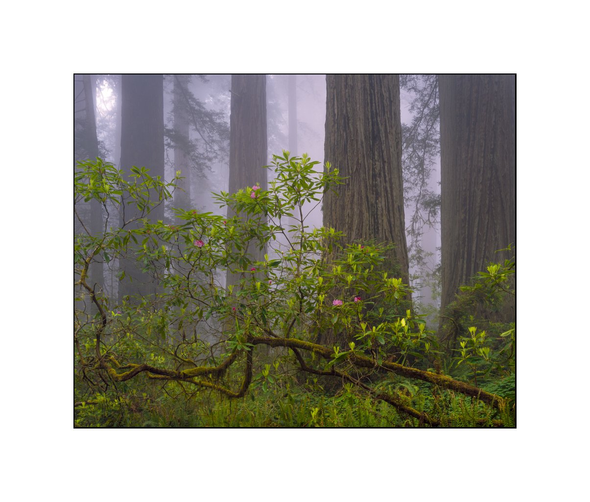 Gevork_Mosesi_landscape_photography_redwoods_fine_art-2.jpg