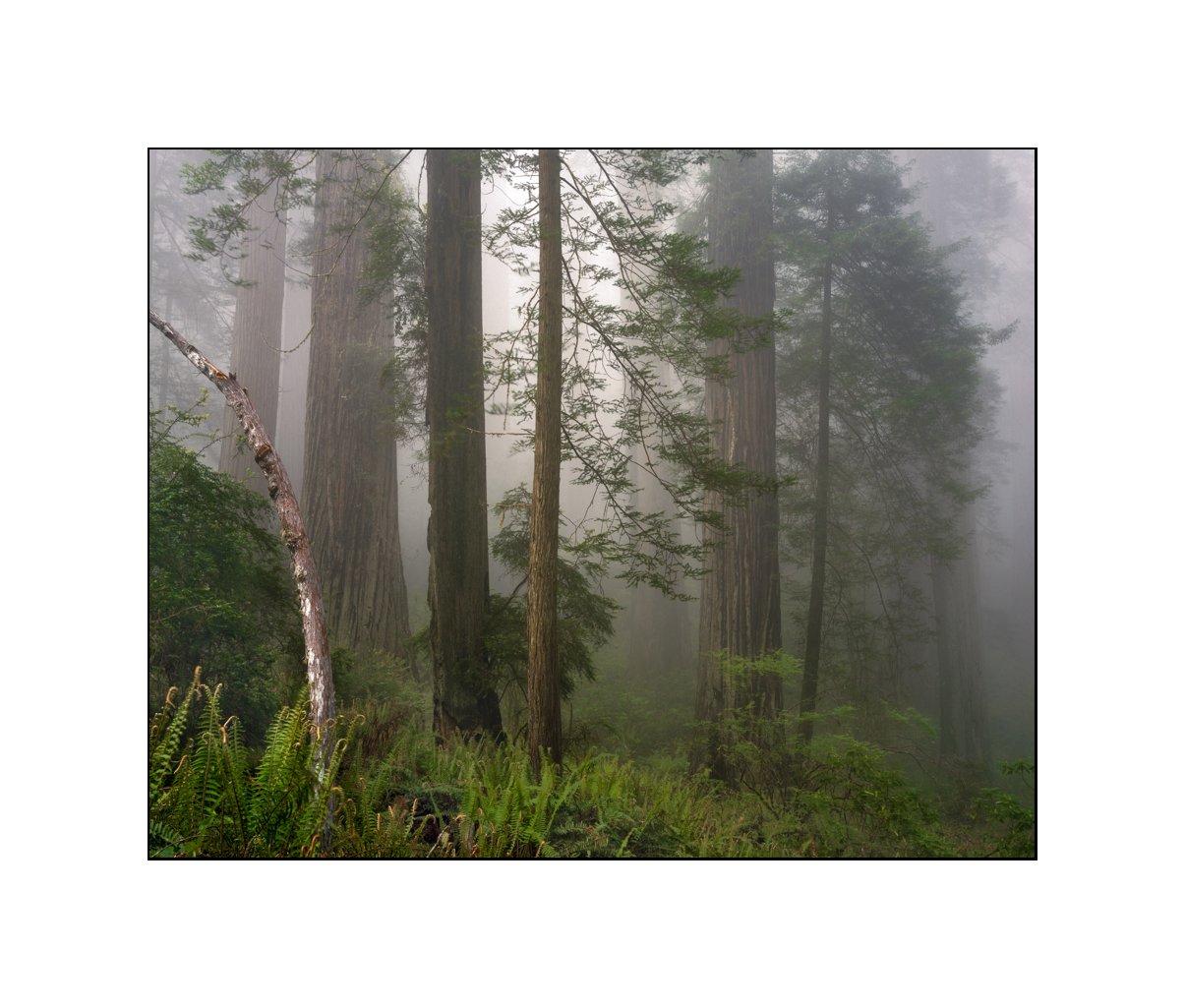 Redwoods_2023_Fuji_Provia_100_9-Edit.jpg