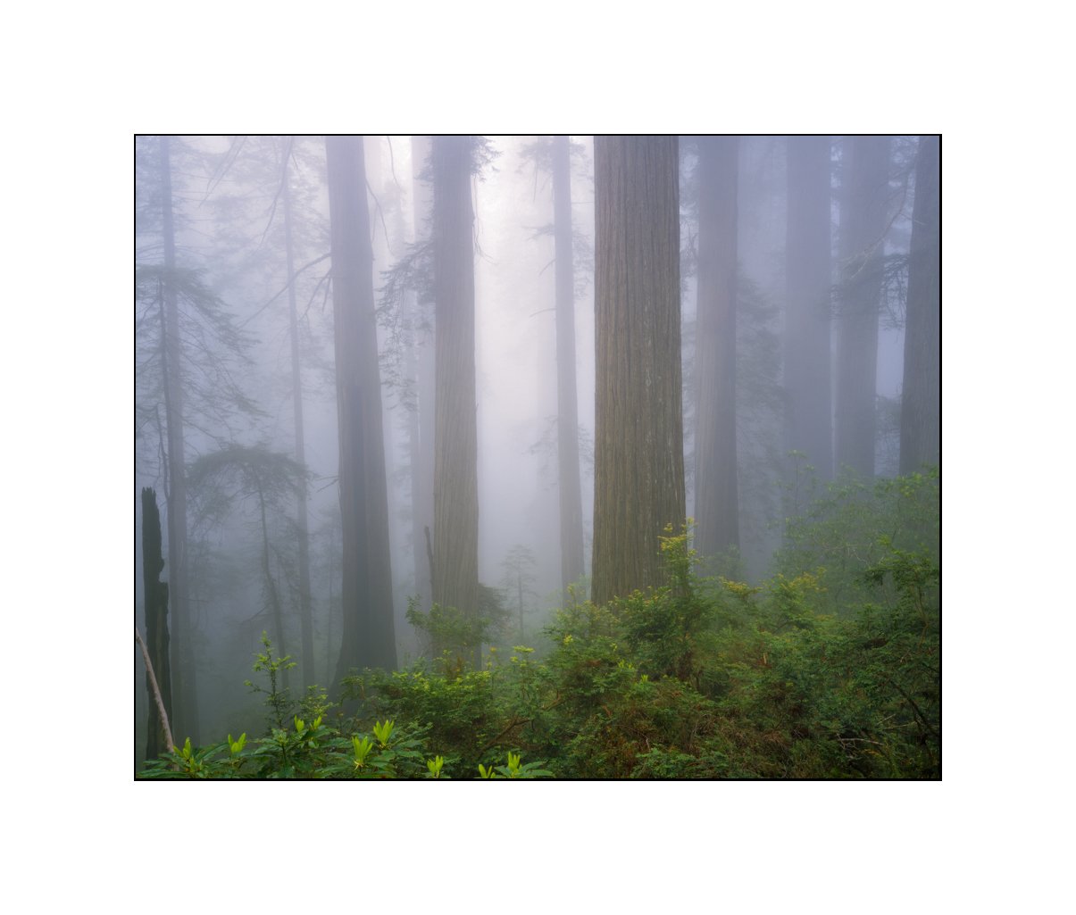 Whispering Redwoods.jpg