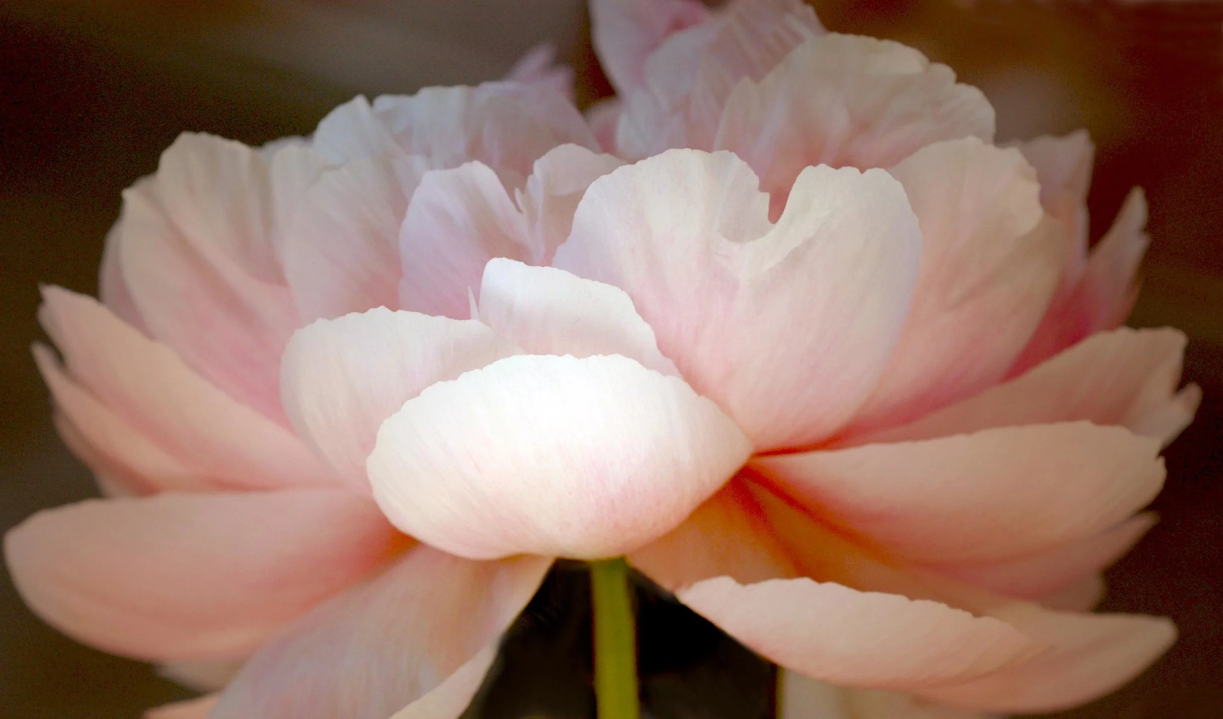 peonyjpeg.jpg