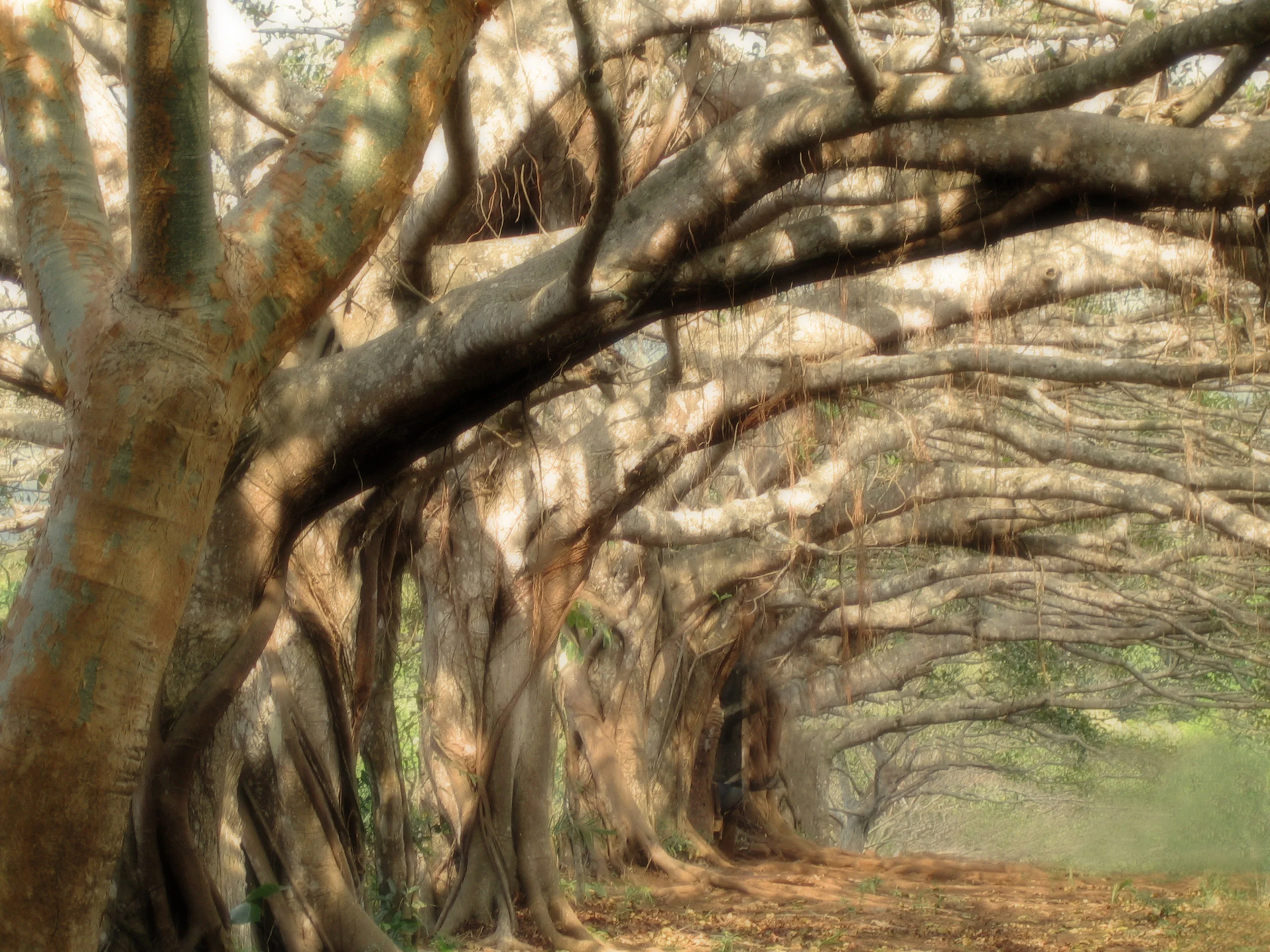 oldtrees.jpg