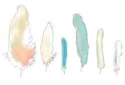 feathers-line-drawing.jpg