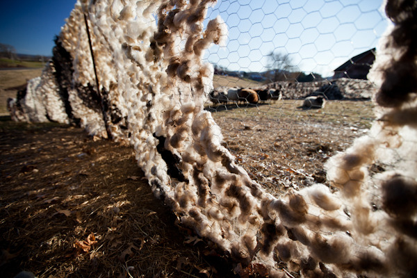 sheep fence-530.jpg