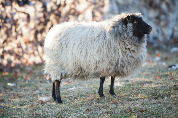 sheep fence-47.jpg