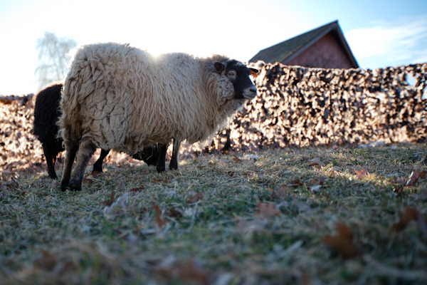 sheep fence-99.jpg
