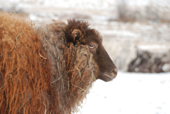walling-in-snow-8-for-web.jpg