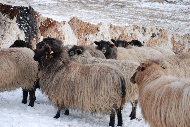 walling-in-snow-7-for-web.jpg