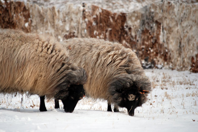 walling-in-snow-9-for-web.jpg