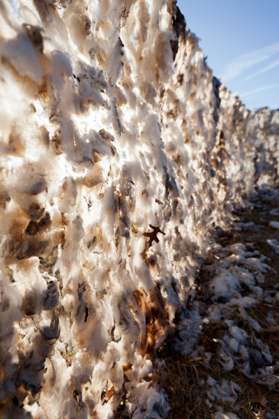 sheep fence-162.jpg