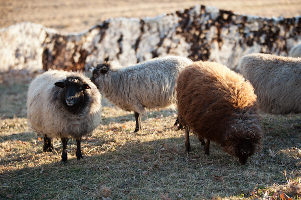 sheep fence-43.jpg