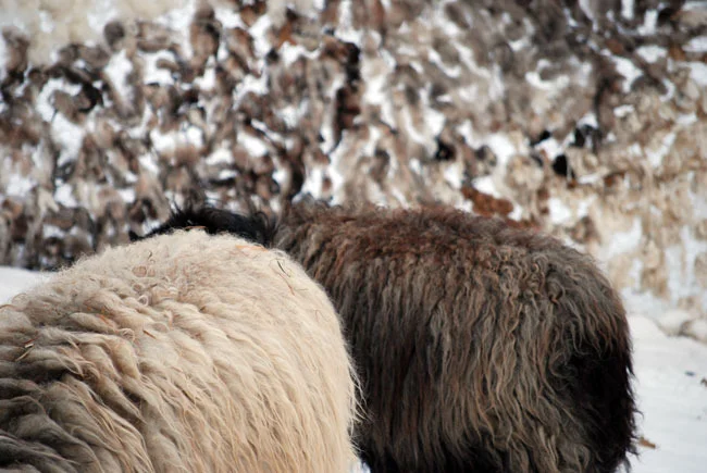 walling-in-snow-4-for-web.jpg