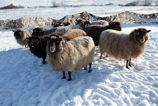 Fence-Sheep-Snow-167-Edit.jpg