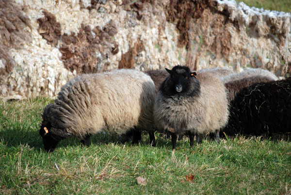 walled-in-sheep-in-.jpg
