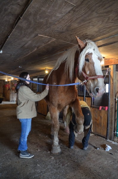 CP bSE Farrier_005nancy winship mi_01.JPG