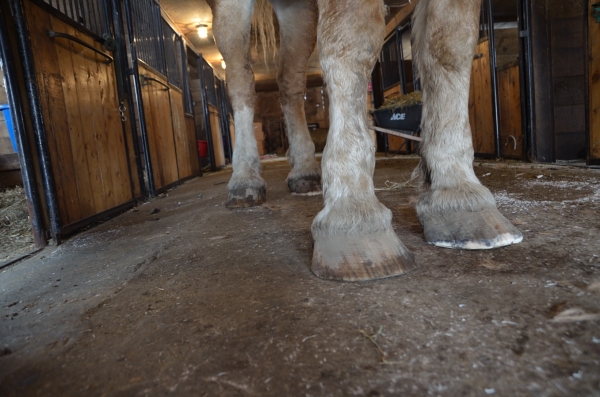 CP bSE Farrier_009nancy winship mi.JPG