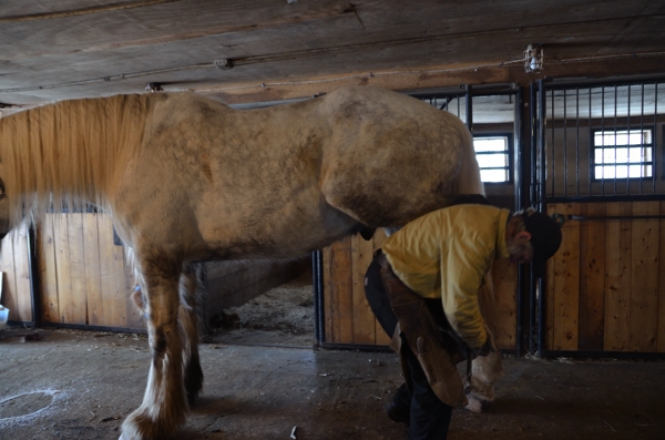 CP bSE Farrier_023nancy winship mi.JPG