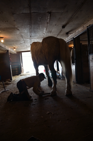 CP bSE Farrier_029nancy winship mi.JPG