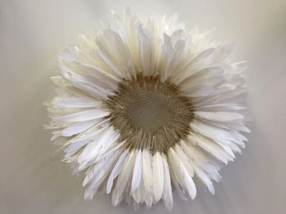 feathers duck_003nancy winship mi.JPG