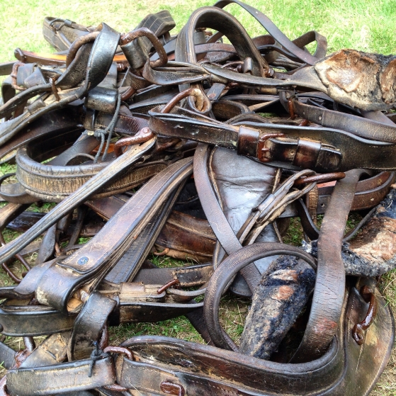  Horse harness from Vermont, cleaned with TLC and lanolin 