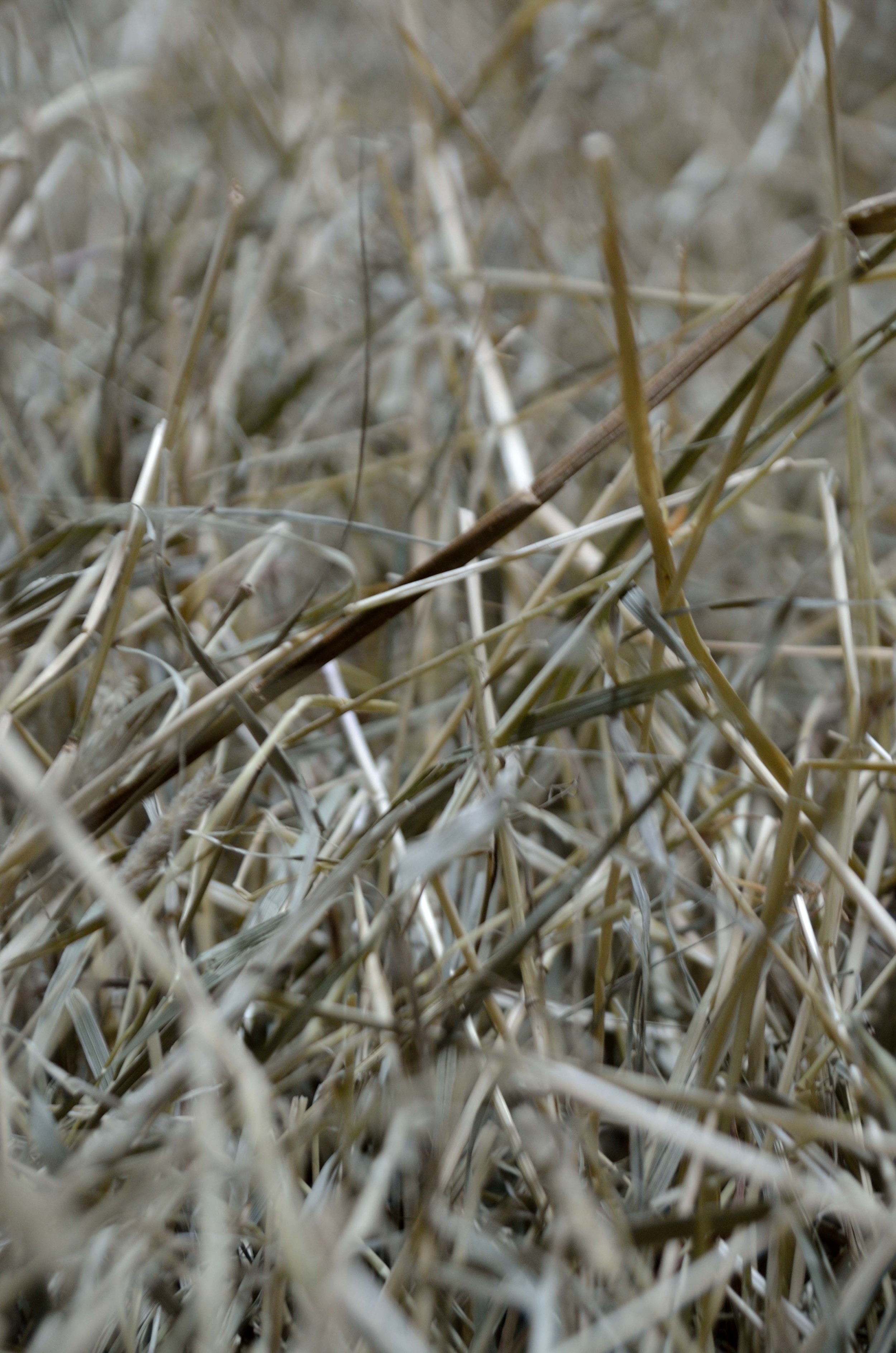 Field, hay and netting, 20x8x.5', 2014