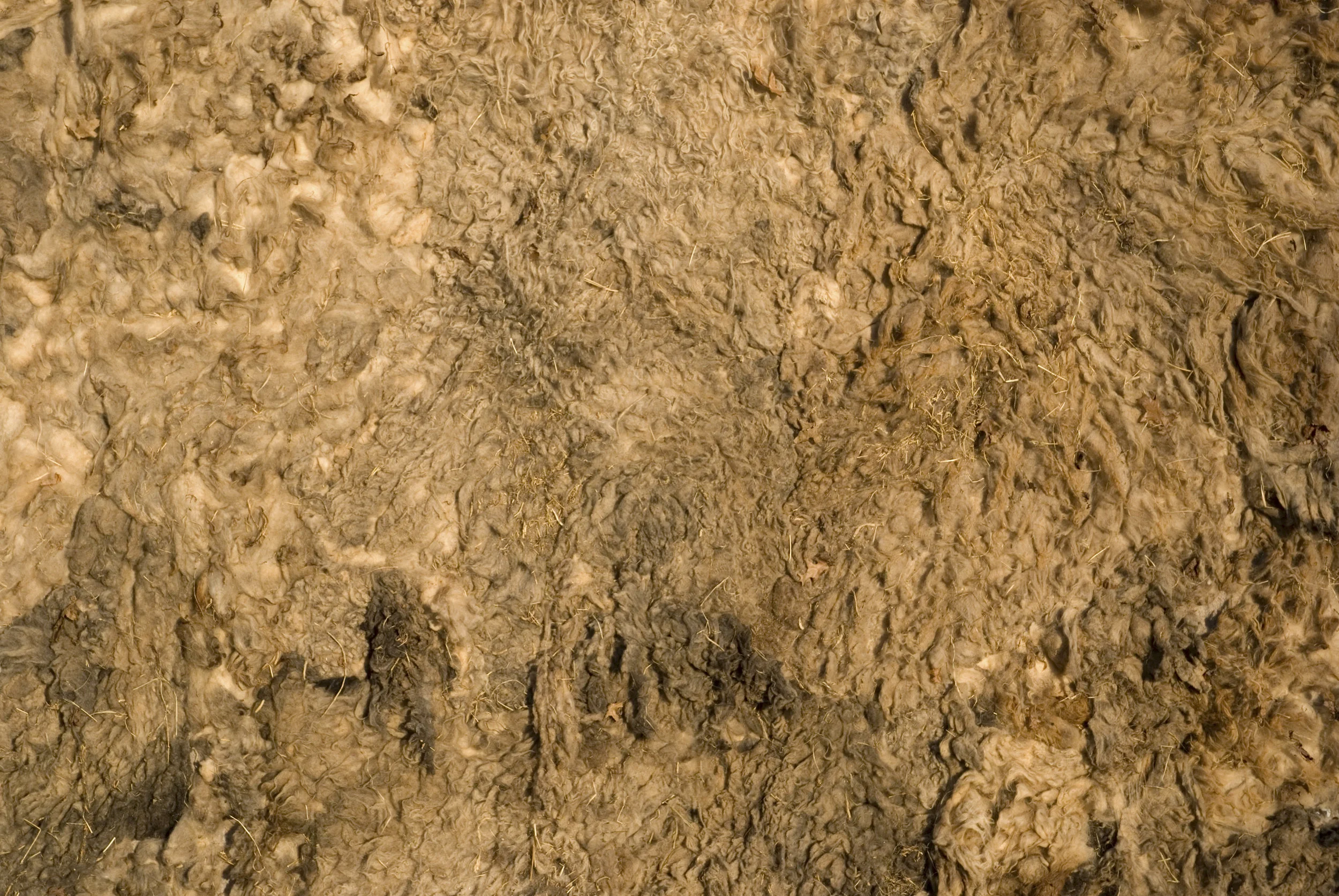 losing language all wool.jpeg