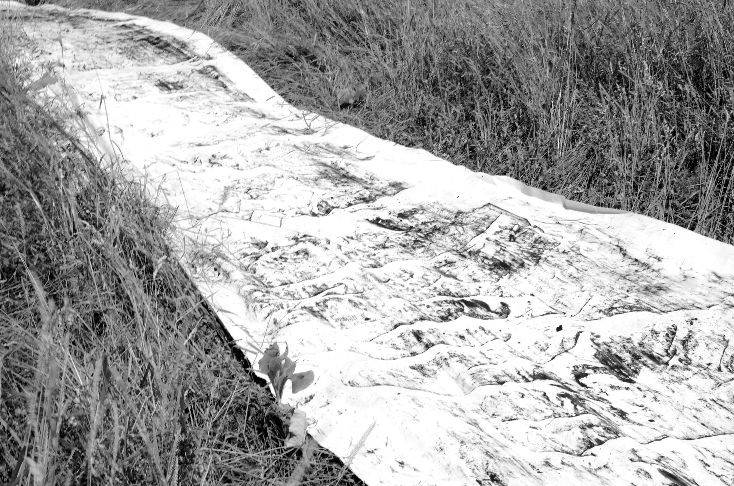 Ribbon ProcessEleanor PC .jpg