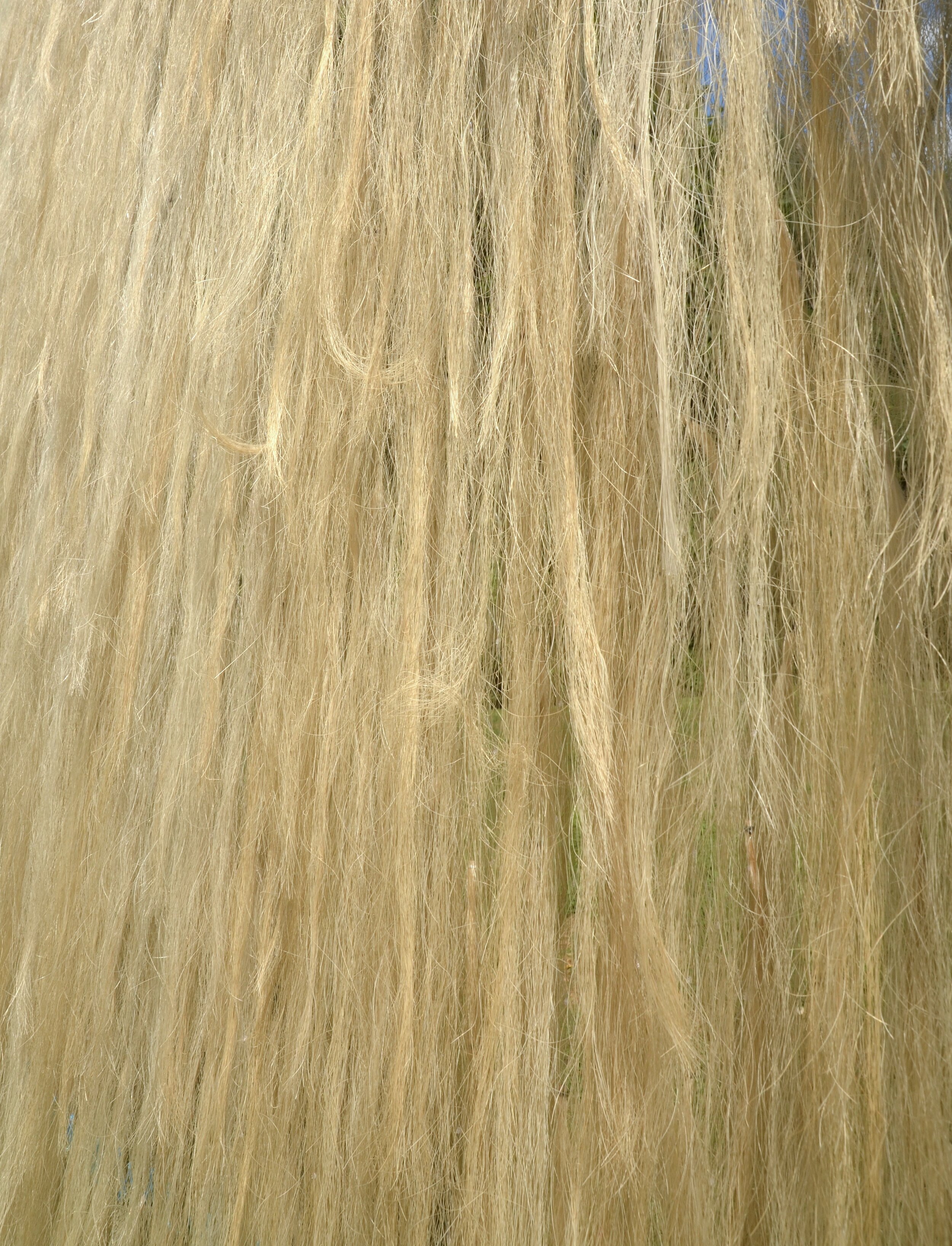 Nancy Winship Milliken Studio Horse Hair.jpeg