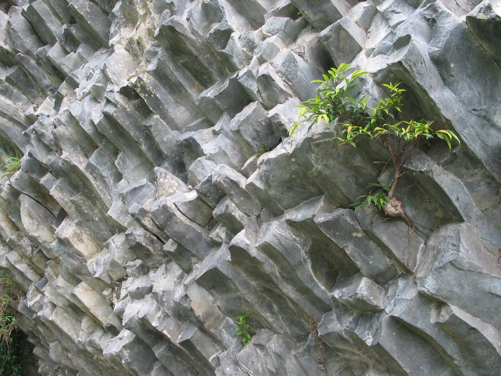 FIG 50-basalt columns.JPG