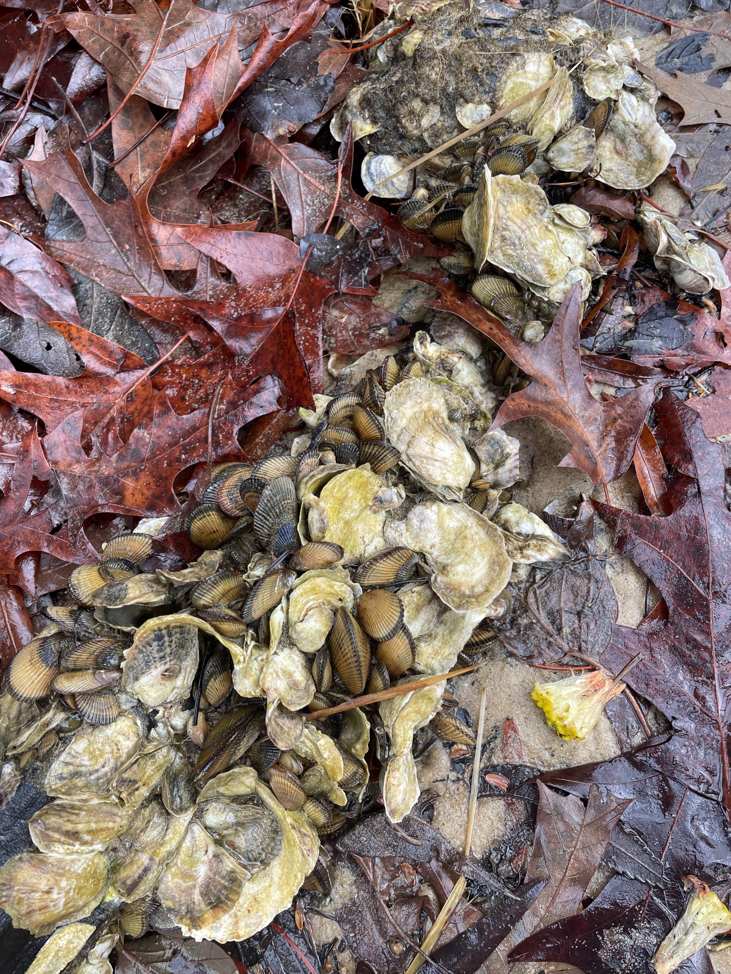 Mathews County oysters