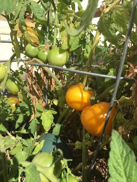 garden 7.jpg