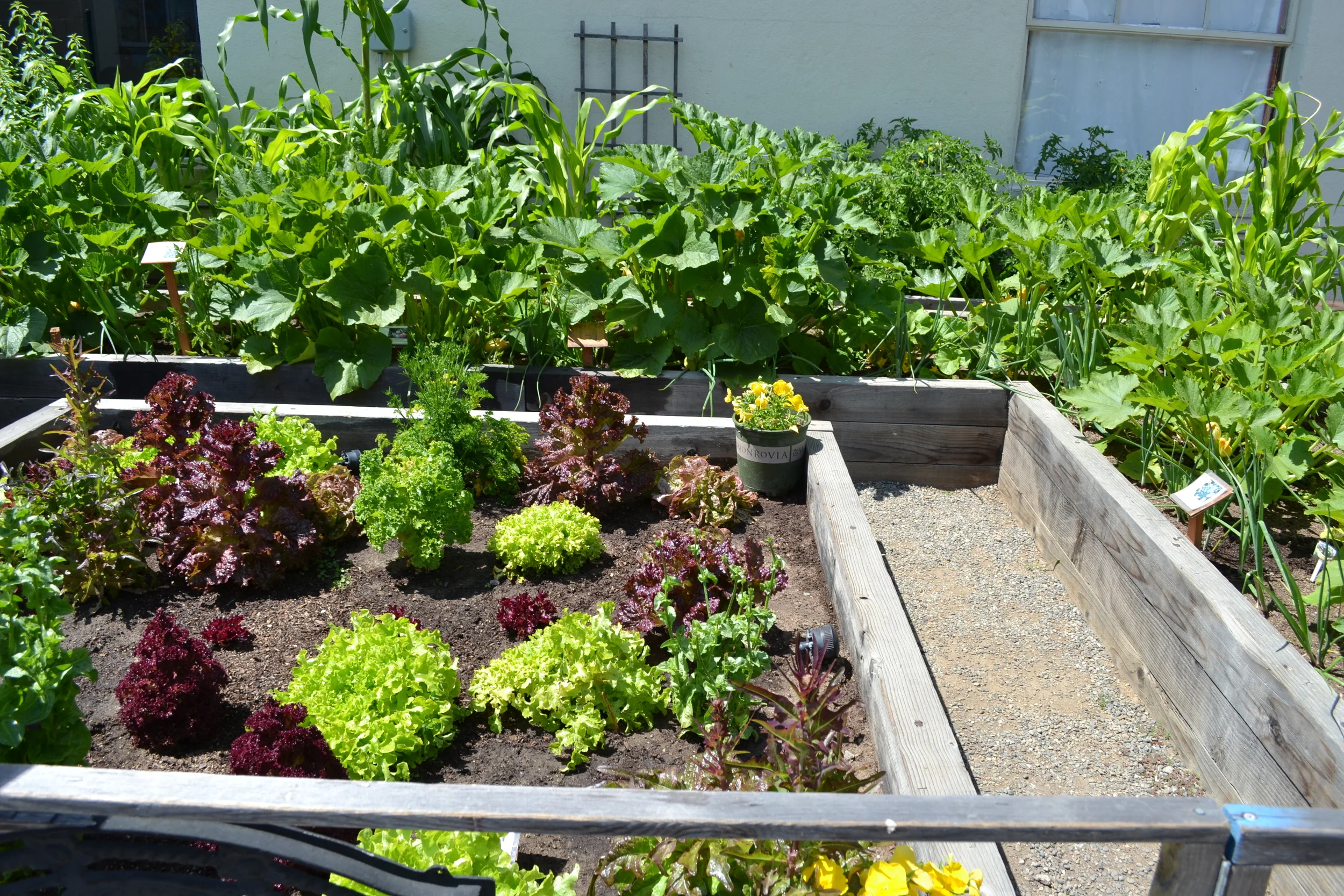 garden cookbook_0094 copy.JPG