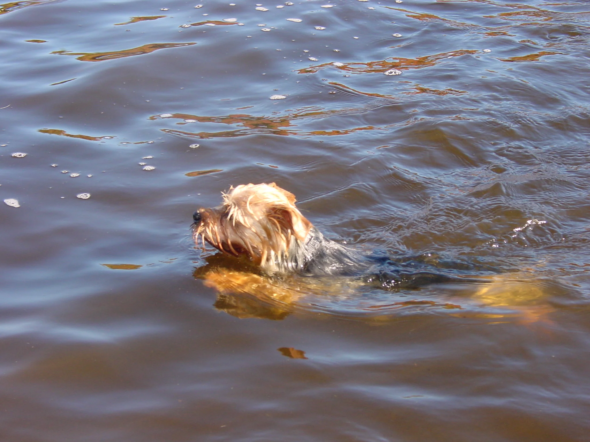 Gizmo the Yorkie showing the Labs how to swim!
