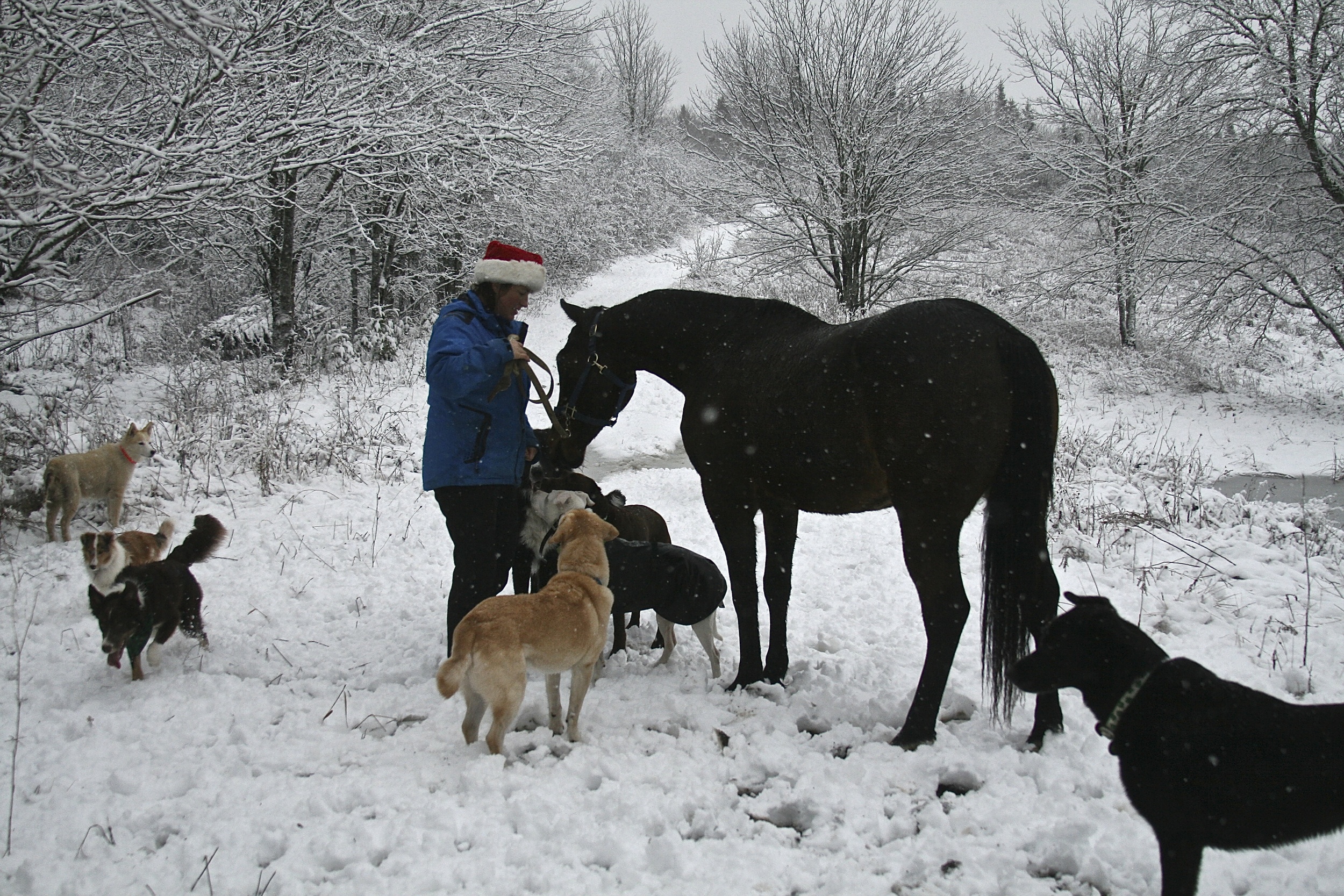 Introducing Phoenix to the dogs on a hike. Winter 2012.