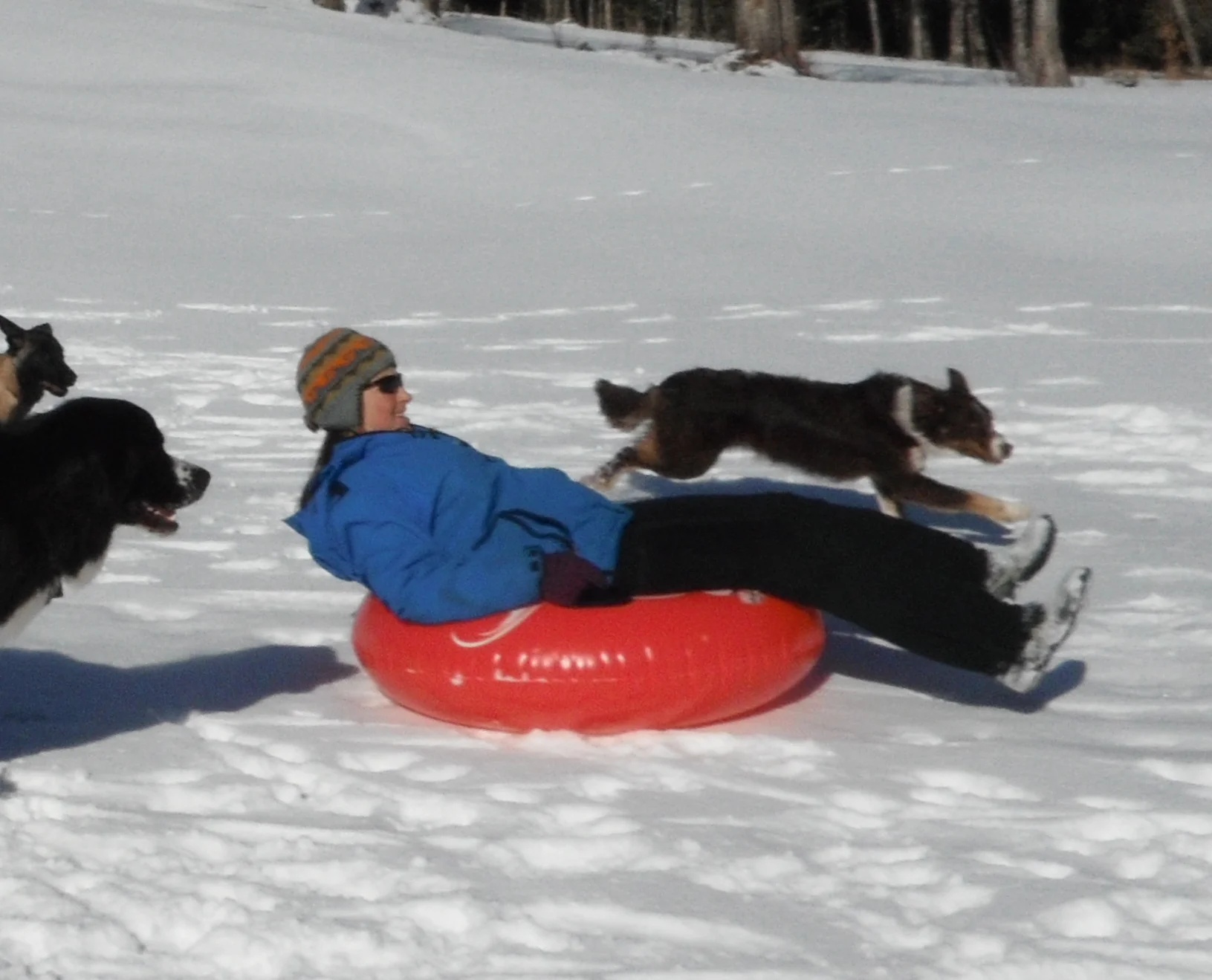 Tubing at the golf course with the dogs