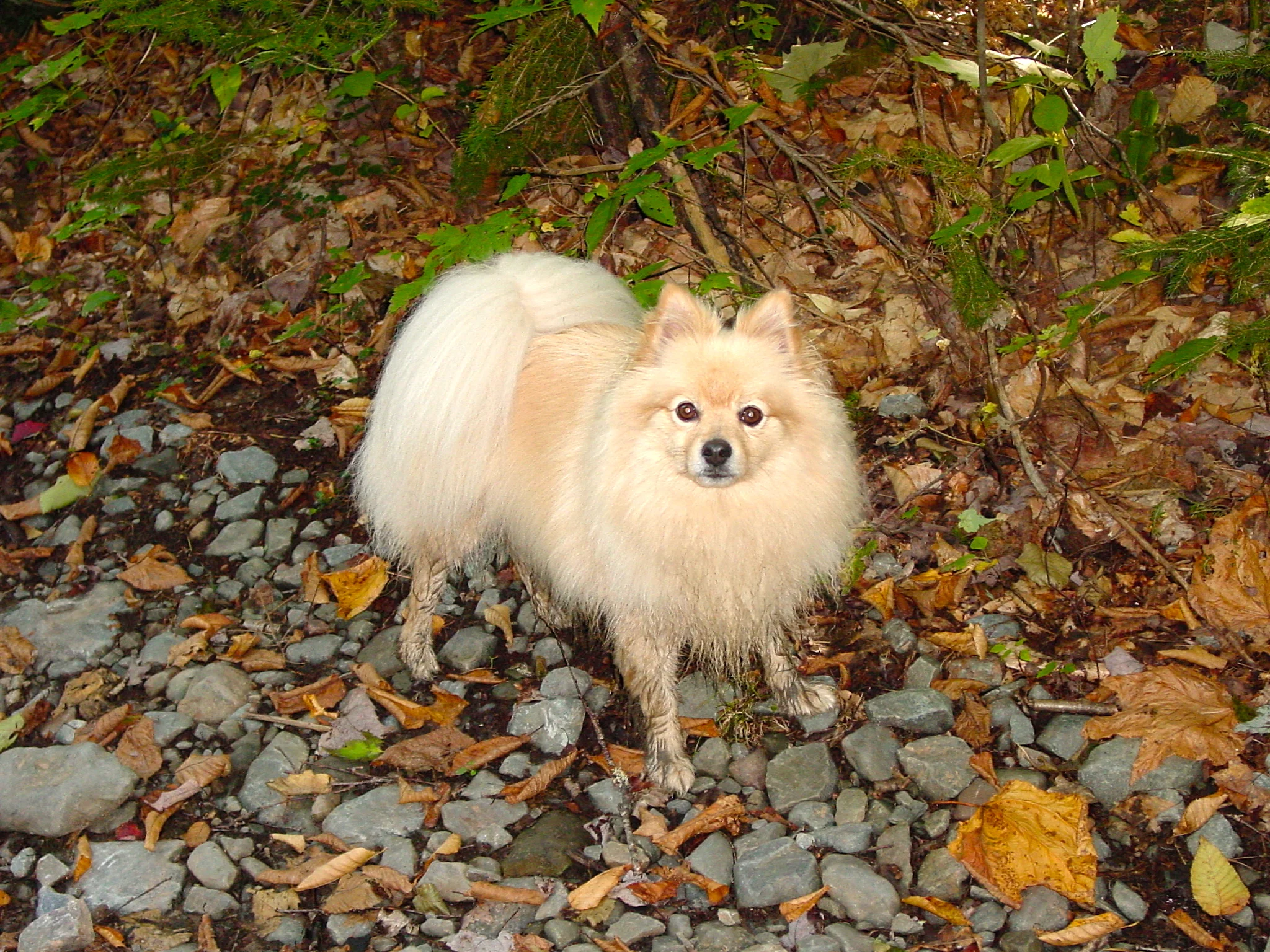 DSC05239.JPG.JPG